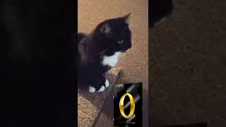 Link the Cat’s Calls Million Dollar $ETH Moon - New P2P Platform Set to Unleash Web3 Madness #memes