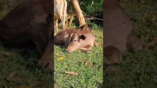 Animal Love🥰 ❤️ #animallovers #animals #animalshorts #love #animalsadstory #animalsaddict