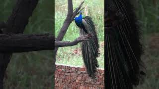 "Grace meets Wind" | ashokwildframes #youtubeshorts #youtube #shorts #youtuber #youtubechannel