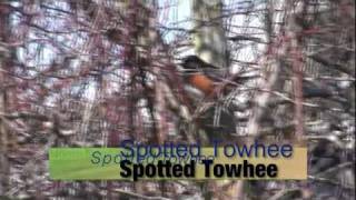 BIRDWATCHING WITH NOAM