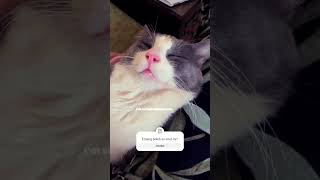 Now I now cat version #kucingimut #kucingimut #cat #catlover