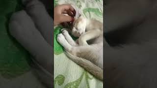 #newlofisongs  ঘুমাও #newtiktokvairalsong #newbanglasong #newtiktoktrendingsong #cat