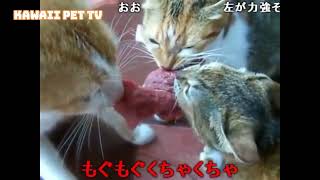 【コメ付き】猫のかわいい三つ巴お肉の奪い合い