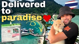 I Delivered a Rescue Cat to Its FOREVER Island Home 🇹🇭🐱