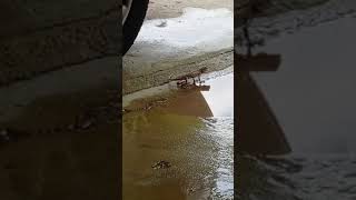 Garden Lizard drinking water