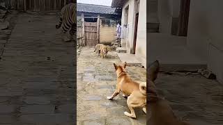 🐯 Tiger Vs Cat 🐱 | Chhoti Billi Ne Sher Ko Di Takkar! 😂🔥 #TigerVsCat #FunnyAnimals  #TrendingNow