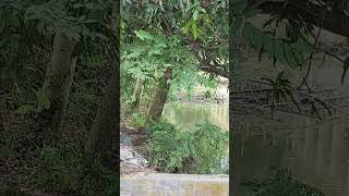 মামাবাড়ির পুকুর ❤️❤️ #রবীন্দ্রসঙ্গীত  #youtubeshorts #shorts