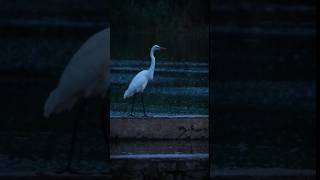White Egret –The Silent Hunter of Wetlands #Egret #WildlifeShorts #BirdsofIndia #WildlifePhotography