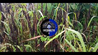 Dance Tropical House | IM Scudetto | No Copyright Music