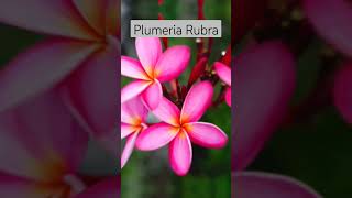 Plumeria Rubra #shorts #plumeriaflower #plumeria #beauty #flowers