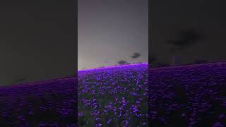 Field of light 💡 #flowers #creative #light #fyp #viralreels #video #love