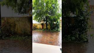 #rainmood #rainyday #drizzle #nature  #peace #home