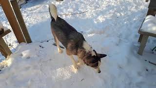 Husky wants to play in the snow.