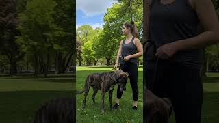 Our Gaze Holds Pure Love 🐾 #doglife #goldenretreivers #doglove #puppy #dogowners #dogstagram #dog