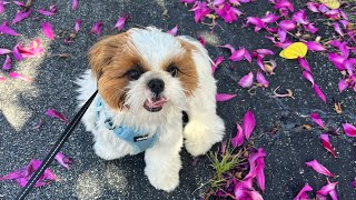 Cute Shih Tzu Makeover: From Long Hair to Short Hair | Adorable Dog Grooming Transformation 🐶✂️