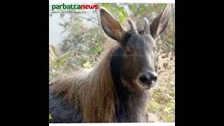 রহস্যে ভরা বনছাগলের জীবনপ্রকৃতি Part 3