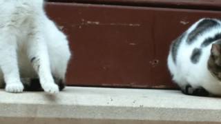 Cats of Dubrovnik