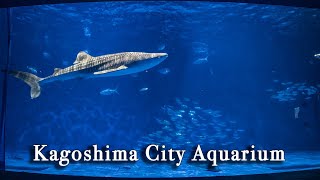 Kagoshima City Aquarium Japan【Full Tour in 4k】