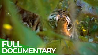Wild India - Fantastic Creatures of the Tiger Jungle | Free Documentary Nature