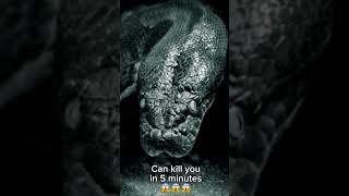 The most dangerous snake in the world #snake #snakeshorts #animals #animal #shorts #danger #viral