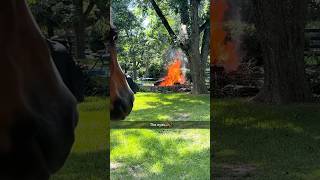 House horse ..?🏠🐎 #funny #animals #horse #farm #farmlife