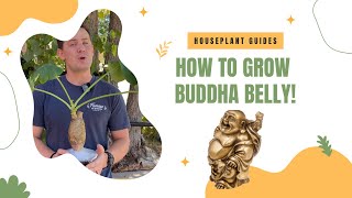 Jatropha podagrica Care Guide (Buddha Belly Plant)