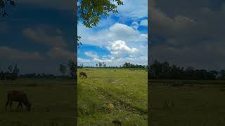 #banglasadfolksong #udasdupurbelasokhi #banglanewsong2023 #shortvideo