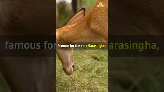 Kanha National Park India's Wild Heart! #KanhaNationalPark #BengalTiger #Barasingha #WildlifeIndia