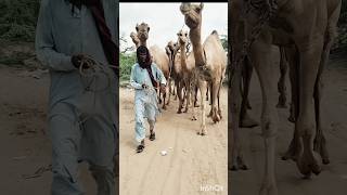 #TharCamel #FunnyCamel #DesertLife #CamelViral #SindhCulture #Tharparkar #CamelLovers