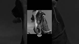 Nishan by Azaad 4L OUT NOW‼️ #newmusic #music #sikh #sikhism #sikhhistory #sikhi #sikhs #sikhtemple