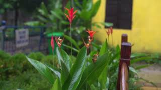 Peaceful Piano in the Rain 🌧️ | Relaxing Sounds for Sleep and Meditation