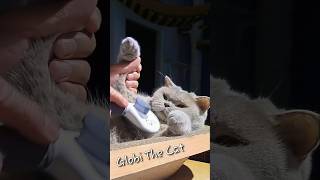 When the groomer comes over... - British Shorthair Cat -  #britishshorthaircat