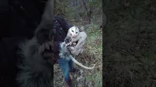 3rd day on the trapline. 5 coons 3 possiums