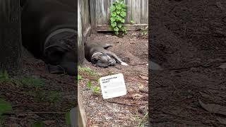 Dirty Dog! #puppy #love #funny #nature #dog #doglife #diy #summer #florida #motivation #inspiration