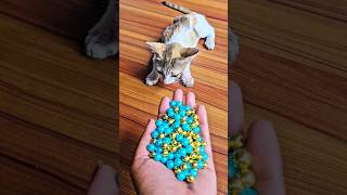 Cat ASMR 🌈 Beads in Reverse Satisfying Magic |Meow Fun TV #animallovers #catlovers #kitten #cute#cat