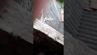 reading difficulties for case law