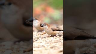 A shift in view, a change in truth #SparrowStories #WildlifePerspective #NatureThroughLens #birdlife