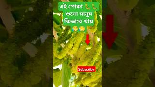 Mulberry fol & Mulberry in saudi arabia fruit yt shorts #satisfying #Shortsvideo #tutfol #vibehub
