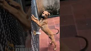 #Kombai#puppies#pets#petlover#nanbakennels#nagercoil#tamilnadu📱9524136710🐶