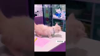 Cute funny cat cring!!(Bangla) #kitten #kitty #kittens #pet #pets #animal #animals #petstagram