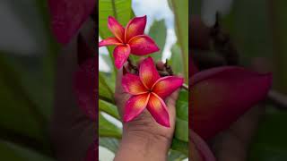 Plumeria 🥰🥰🥰#plumeria #rubra #ginimorgan
