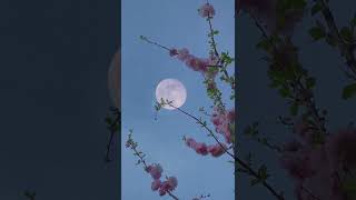 #nature #youtubeshorts #trending #mindblowingshorts #shorts