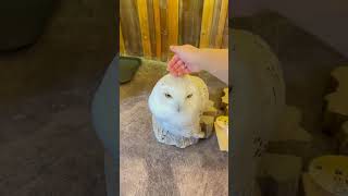 大阪親子旅遊🧳❤️貓頭鷹🦉café  #大阪 #放電 #親子旅遊  #貓頭鷹  #跟住初哥哥去旅行 #japan #osaka