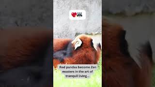 Red Pandas' Masterclass in Zen Living! 🧘‍♂️🦝