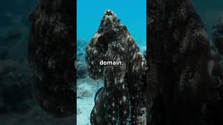 Why Octopus Blood is Blue!