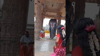 Elephant having long hair 🐘🩷