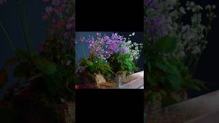 how to make a pond style flower Paludarium