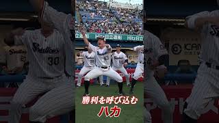【ハカの仕掛け人】増田珠選手が全身全霊のハカでチームを鼓舞！#swallows  #shorts  #swallows #ヤクルト #東京ヤクルトスワローズ