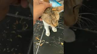 Pets Love #cat #meow #catlover #cats #pets #innovation #riyadhvlogs #life #trendingshorts