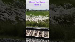 Rare flower #flowers #rareflowers #paruvamvanaga #roja #telugusuperhitsongs #90severgreen #trending